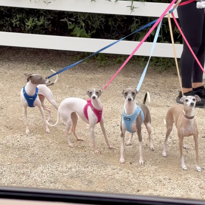 See Kylie Jenner's Entire Pack of Italian Greyhounds